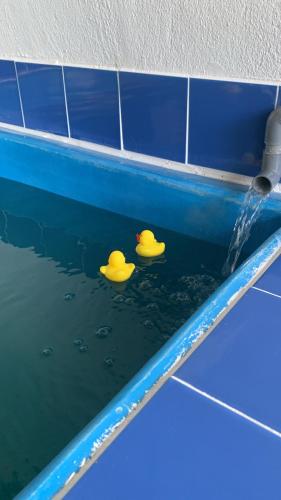 two rubber ducks in the water in a pool at Berkat Pak Raja Homestay Mergong Alor Setar 