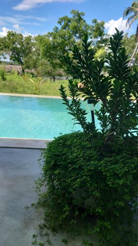 a tree in a bush next to a swimming pool at Giri Villa in Tangalle