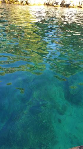 a group of fish swimming in the water at PLACE 4 U Studio Center in Zadar