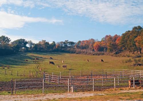 a herd of cows grazing in a field at Castello di Baccaresca in Branca