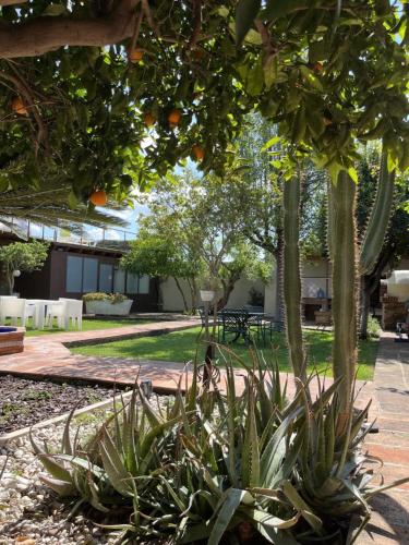 a garden with a bunch of plants and trees at El Secanet in Algimia de Alfara