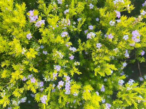 a cluster of flowers on a tree at Breeza Haven - Your Home Away From Home in Kingston