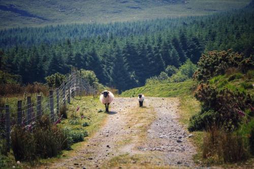 two sheep walking down a dirt road on a hill at Oak Tree Cottage - 3 Bedroom in Louisburgh