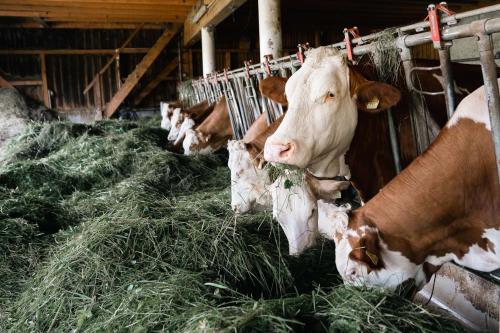 a group of cows eating hay in a barn at Ferienwohnung Grubinger in Unterach am Attersee