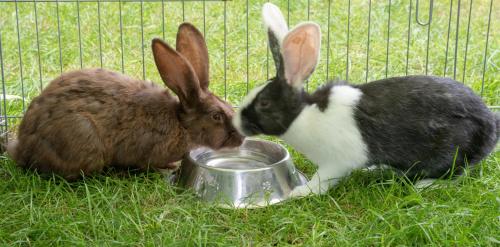 two rabbits eating food out of a metal bowl at Panoramablick Heimen in Hopferau
