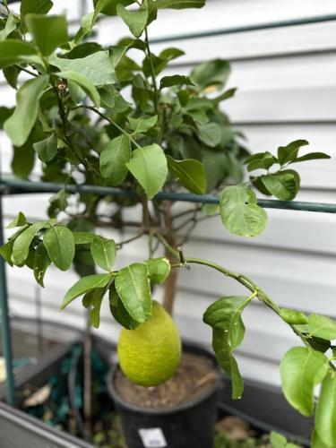Photo de la galerie de l'établissement Appartement 150m2 Paris Terrasse Zen, à Paris