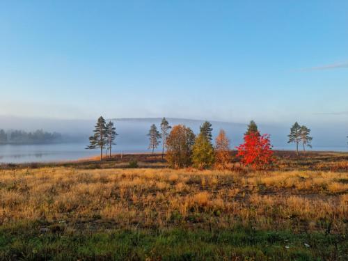 a group of trees in a field in the fall at Midgård in Jörn