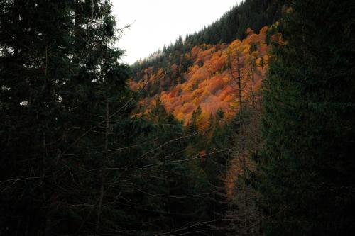 a forest filled with trees with autumn foliage at TheRefuge in Curtea de Argeş