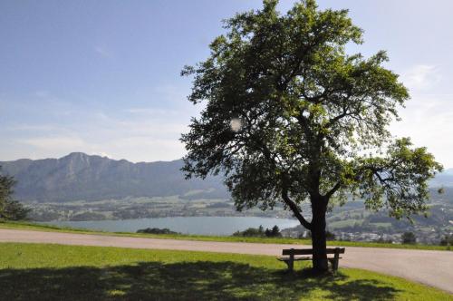 a park bench under a tree next to a road at Gesundheitshof Lohninger in Mondsee