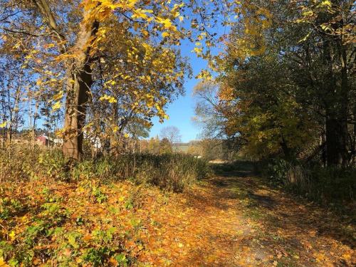 a dirt road with trees and leaves on it at Penzion Terezka in Králíky