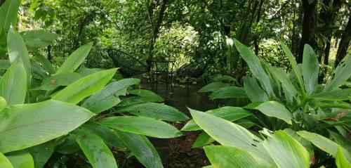 a garden with lots of green plants and trees at Casa Bolita in Dos Brazos