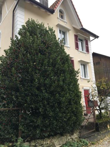 a large bush in front of a house at Le Houx in Comoret