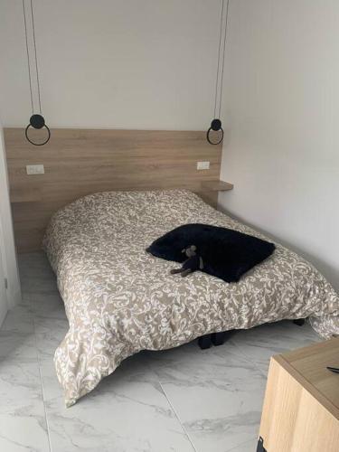 阿拉斯的住宿－La chambre de Flore，床上躺着一只黑猫