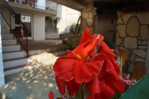 a red flower in front of a house at Apartments Stinice in Gradac