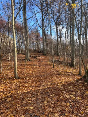 a wooded area with trees and leaves on the ground at Ewa & Maude Hotel in Gothenburg