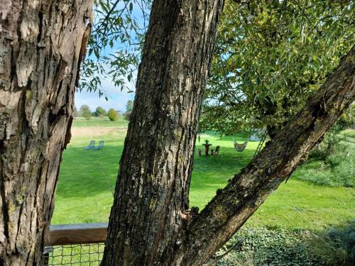 a view of a field through the branches of a tree at La Cabane d'Ode in Sainte-Ode
