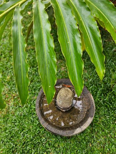 a plant in a vase in the grass at Villa Mia in Mararikulam