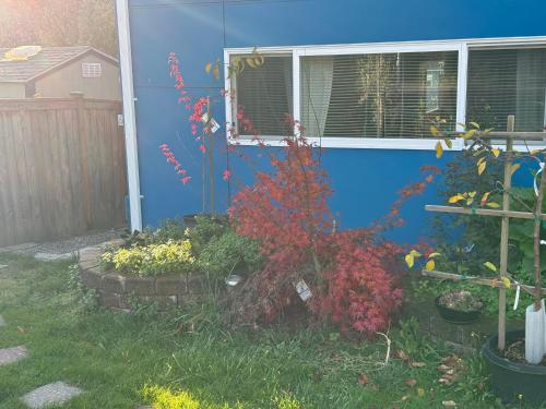a blue house with a red plant in the yard at Studio in West Seattle in Seattle