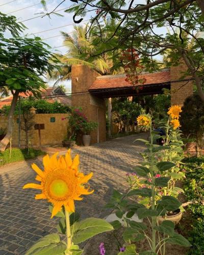 a group of sunflowers in front of a building at Full Moon Village Resort in Mui Ne