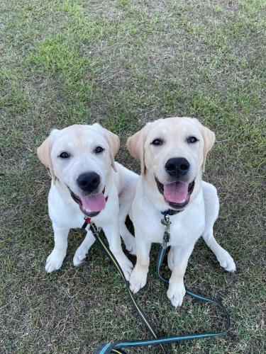 two white dogs are sitting on the grass at Setouchi Island Stays Suo Oshima in Suo Oshima