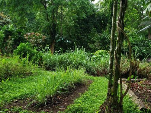 un jardín con plantas y árboles frondosos en Wildlife Lodge Cahuita, en Cahuita