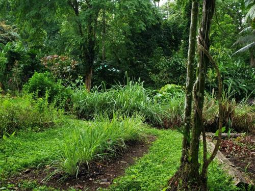 a garden with lush green plants and trees at Wildlife Lodge Cahuita in Cahuita