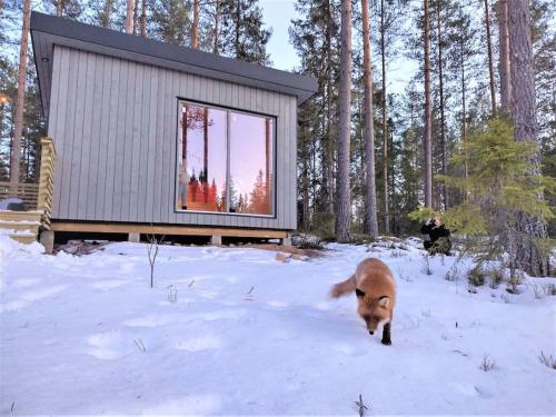 a dog running in the snow in front of a house at Skogly - Ny stor hytte, Unike Finnskogen in Torsby
