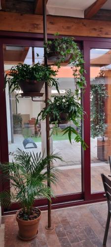 a group of plants in pots in front of a window at UNAHOTELS Eco Hotel Villa Costanza Venezia in Mestre