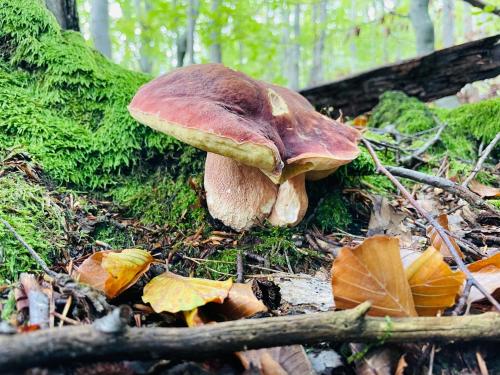 a large mushroom on the ground in the woods at Ośrodek Wczasów Zdrowotnych Rudawka Rymanowska in Rudawka Rymanowska