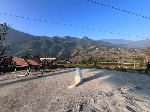 a cat sitting on the ground looking at the mountains at Pavi garden in Sa Pa