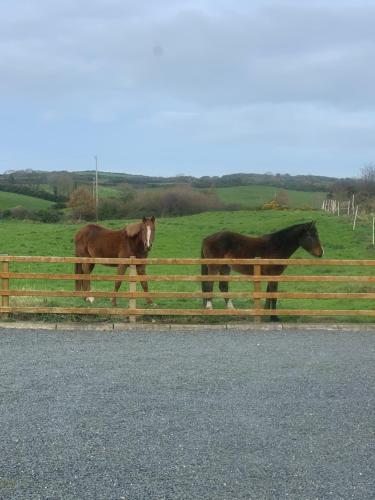 two horses standing behind a fence on the side of the road at Portaferry self catering retreat in Portaferry