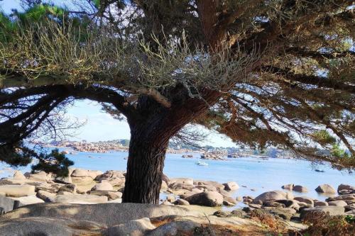 a tree on a beach with rocks and water at Manoir de Kervegan : Le Logis du P’tit Levant in Lannion