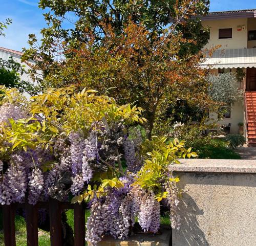Zahrada ubytování Villa Oasi - Appartamento Oderzo