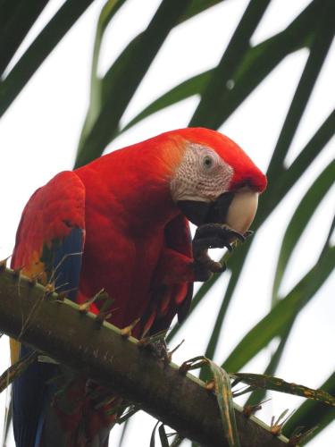 czerwona papuga siedząca na gałęzi drzewa w obiekcie Sunrise w mieście Bahía Drake
