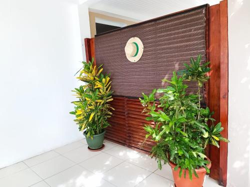 a group of plants in front of a wall at La belle Martinique in Sainte-Luce