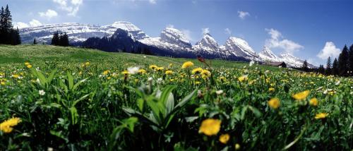 a field of yellow flowers in front of a snow covered mountain at Schwendi Lodge in Unterwasser