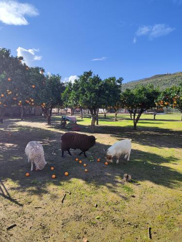 a group of cows eating oranges in a field at Quinta da Ponte das Hortas 2 in Elvas