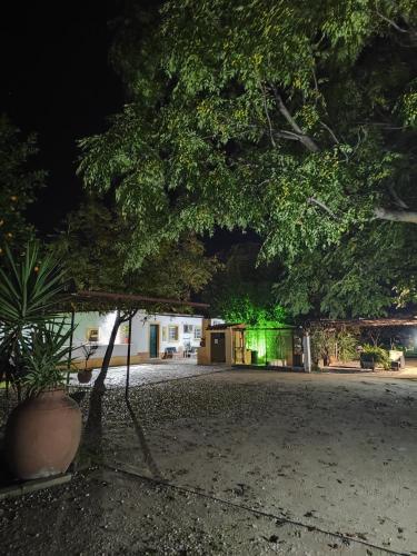 a tree in the middle of a yard at night at Quinta da Ponte das Hortas 2 in Elvas