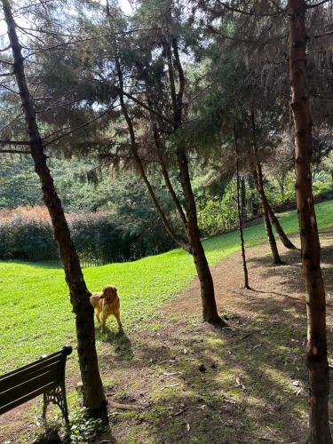 a dog walking in a park next to a bench at Eco Hotel Terrabella in Santa Elena