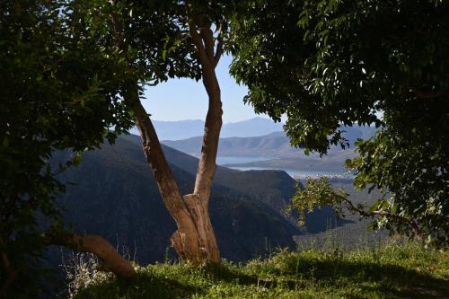 a tree on a hill with mountains in the background at Komody in Delfoi