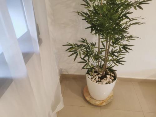 a potted plant sitting on a shelf next to a window at Casa da Silva in Corroios
