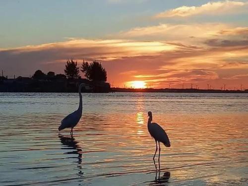 two birds standing in the water at sunset at Apto Central Barra de Imbé in Imbé