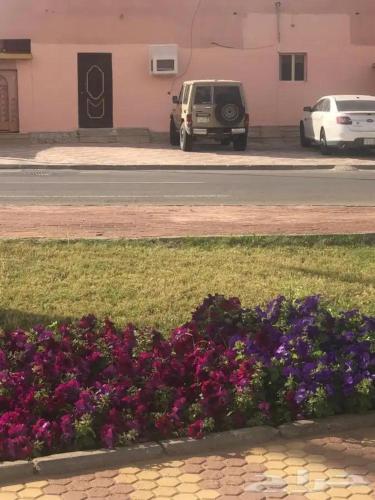 un montón de flores púrpuras en frente de una calle en شقه فاخره, en Al Wajh