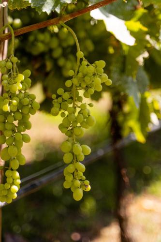 a bunch of green grapes hanging from a tree at Vinte-Quinta da Boavista in Ponte de Lima