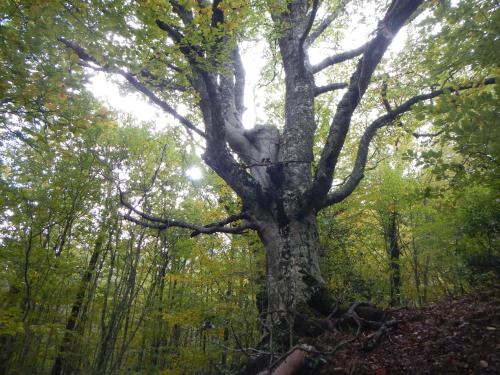 a large tree in the middle of a forest at Alojamiento Rural Fuente del Arca (Prádena del Rincón) in Prádena del Rincón