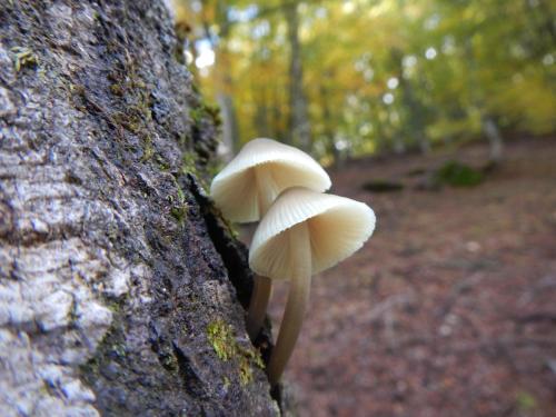 a group of mushrooms growing on the side of a tree at Alojamiento Rural Fuente del Arca (Prádena del Rincón) in Prádena del Rincón