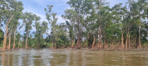a group of trees on the banks of a river at Savet Guesthouse in Stœ̆ng Trêng