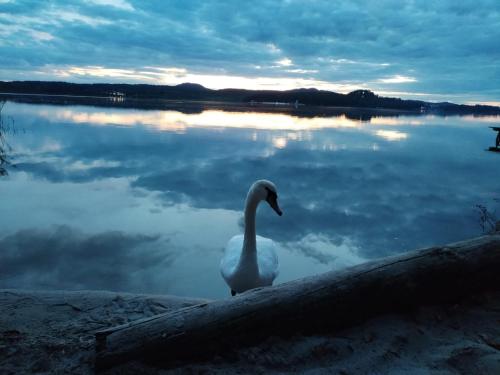 a swan standing on a log in front of a lake at Chatky U Davida Máchovo jezero in Staré Splavy