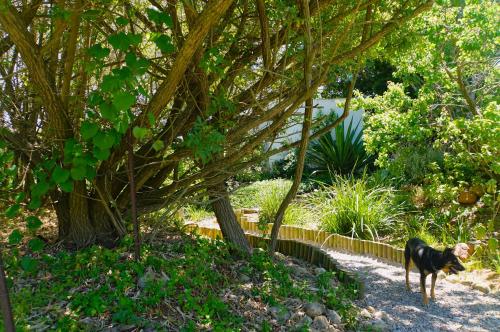 a dog standing next to a tree in a garden at Swellendam Country Lodge - Guest House - B&B in Swellendam