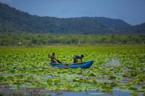 two people in a boat in a field of plants at Grand Tamarind Lake in Kataragama